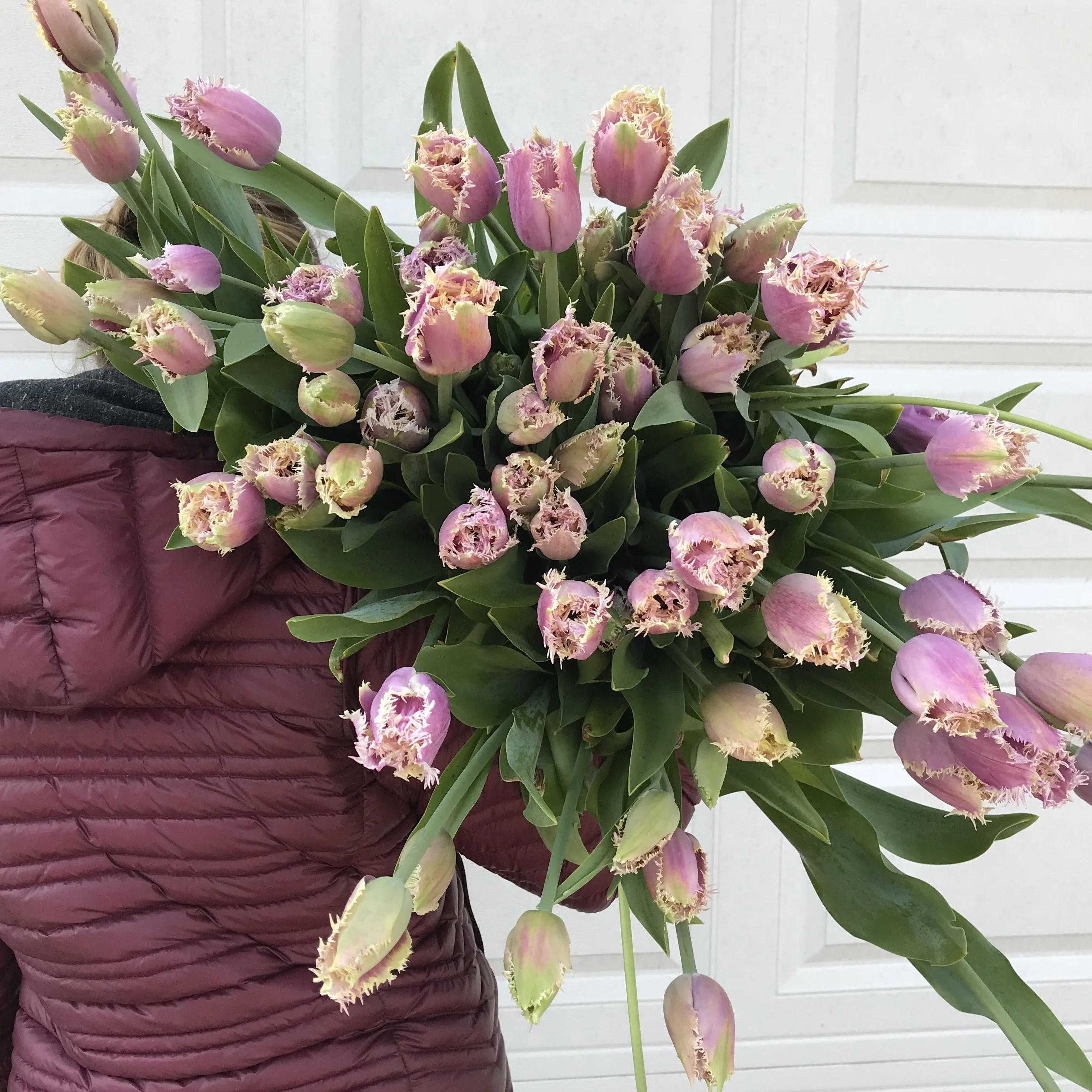 Tulip-Crunchy Cummins