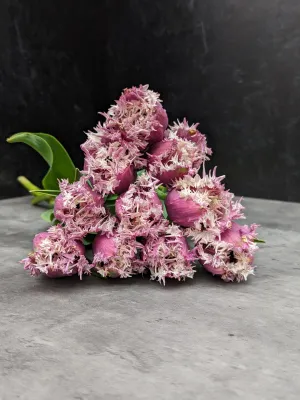 Tulip-Crunchy Cummins